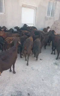 ۳۲ راس گوسفند جوان قره قزل بفروش میرسد
