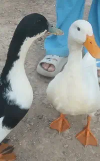 یک جفت اردک بزرگ