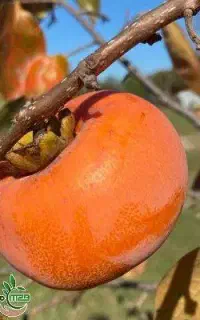 فروش انواع نهال پیوندی و اصلاح شده