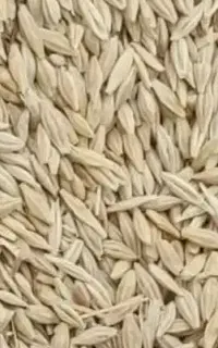 خریدار جو بذری درجه یک بالای ۱۰ تن خریدارم ۴۶