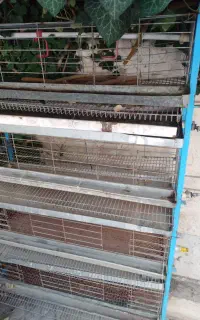 قفس مخصوص بلدرچین