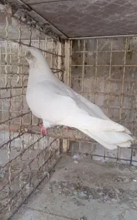 کبوتر قنار