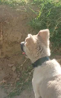 سگ سرابی