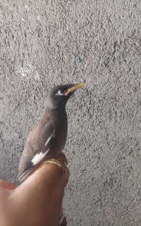 جوجه مینا افغانی اصیل کام سیاه به ضمانت نر بودن