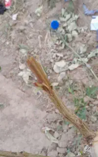 پیوند درختع پسته