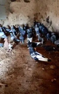 40 عدد کبوتر