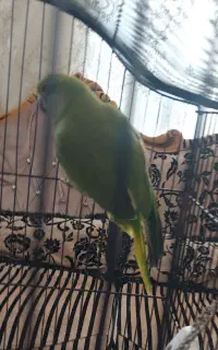 شاه طوطی مانگو