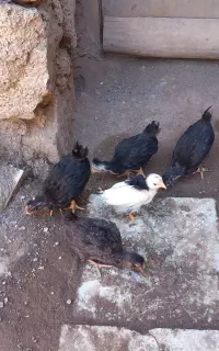جوجه گلین