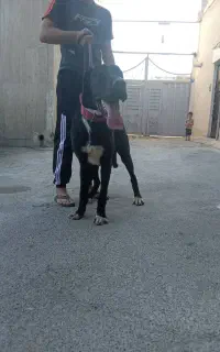 سگ گریدلین