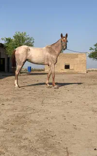 مادیان ترکمن ۴ ساله آبستن از سیلمی جرگلان شادی