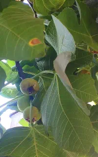 انجیر سفید