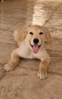 توله سگ گلدن + لوازم همراه سگ