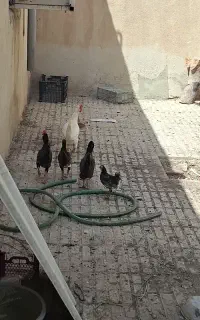 مرغ و جوجه محلی اصل