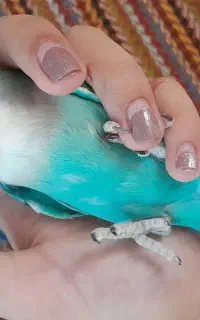 طوطی کوتوله برزیلی آبی