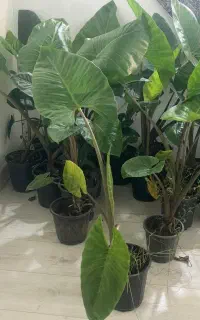 گل بابا آدم