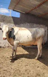 ۳۰ راس گاو شیری درجه یک