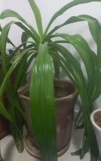 گل طبیعی موز