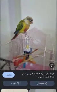گمشده طوطی گریمچیک حوالی خ دماوند سبلان