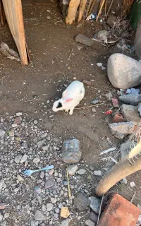 خرگوش ماده