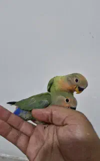 طوطی کوتوله، برزیلی