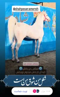 باشگاه سوارکاری شاه پسر (اسب)