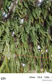 تنبک محلی رمشکی