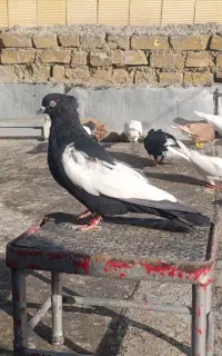 کبوتر سینه سیاه واکسی