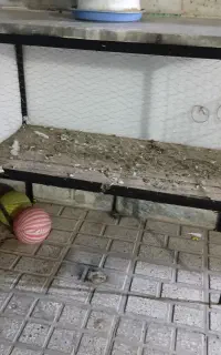 قفس