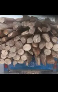 برش درختان خشک وخریدکنده