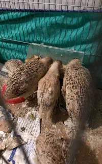 بلدرچین
