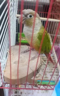 گیرینچیک همراه با قفس