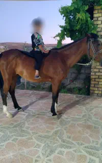 فروش اسب