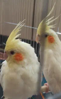 پرنده عروس هلندی
