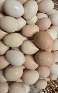 تخم مرغ محلی