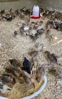 فروش جوجه مرغ و خروس