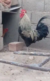 خروس