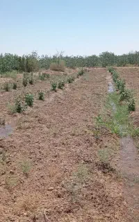 زمین پسته با 1 ساعت اب ملکی