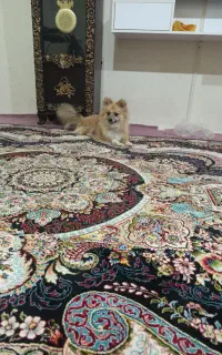 سگ پامرانین روباهی