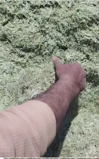 علف