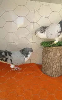 چادری کبود یا همون چادری ابری