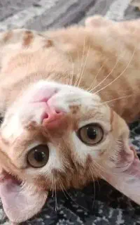 گربه