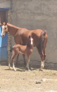 کره نر درجه یک