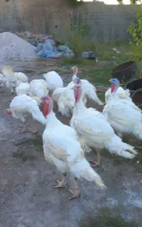 بوقلمون گوشتی روستای یاری