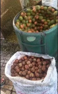 پوست گیری گردو