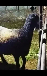 هموهترو