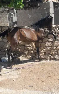 کره مادیان ۲سال