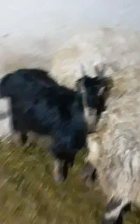 بز قاله