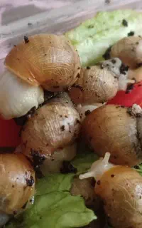 حلزون