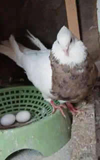 ۳ تا طوقی