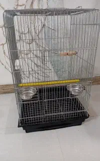 قفس کاسکو و عروس هلندی